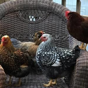 Meet your Posher, Emily